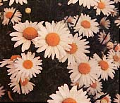 �t�����X�e